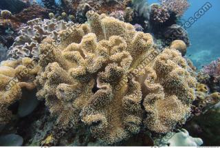 Corals 0048